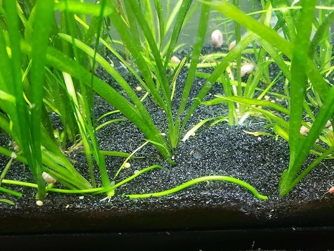 TheFrogHouse Black Aquarium Sand Substrate (10lbs)