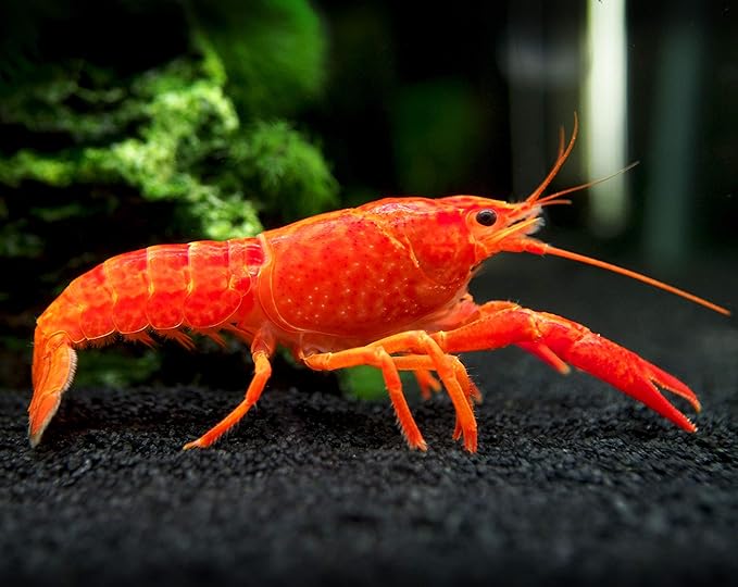 Aquatic Arts Neon Red Crayfish (Male / Female Pair) | Live Freshwater Aquarium Lobster / Crawfish / Crawdad / Real Living Fish Tank Pet