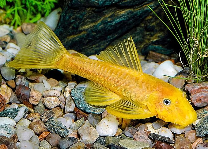 Carnivorous Arowana Fish Food High Protein 55% Tropical Fish Oscar & Pleco Catfish Fish Feed Floating Pellet 100 g. Astaxanthin Color Enhancing Nutritious for Growth Fast, BUILD BODY MUSCLE & SKELETON