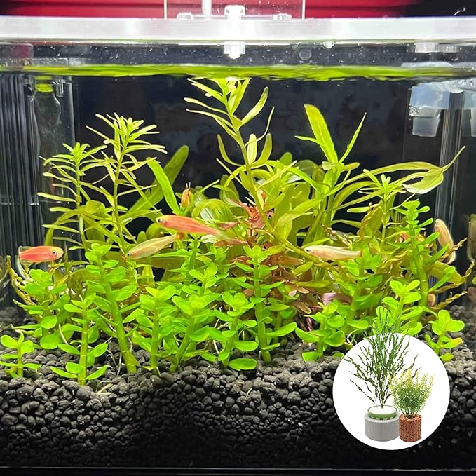 Rainmae 16 Pack New Upgrade Aquarium Plant Weights, Aquatic Water Plant Fixed Rings, Water Plants Cultivation Fixed Ring Plant Pot, Landscape Ceramic Pottery Gravity Ring for Fish Tank Accessories