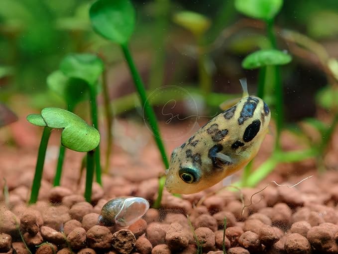 Swimming Creatures 3 Dwarf Pea Puffer Jenvnies 0.5" & up (Carinotetraodon Travancoricus) Freshwater Aquarium Fish Live Arrival Guarantee.