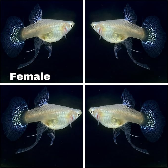 D&A Tropical Tiger King Cobra Ribbons Guppies - Male & Female Live Fish for Aquarium (1 Trio - 1 Male, 2 Female)