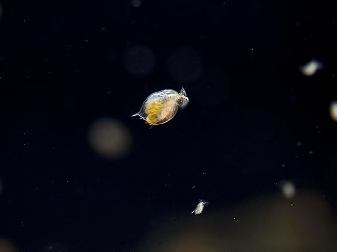 Aquatic Arts Live Daphnia Magna 200PK, Fish Food, Freshwater Crustaceans Plankton for Freshwater Aquarium, Food for Betta Fish Tank Live Freshwater Fish Food, Fish Tank Cleaner