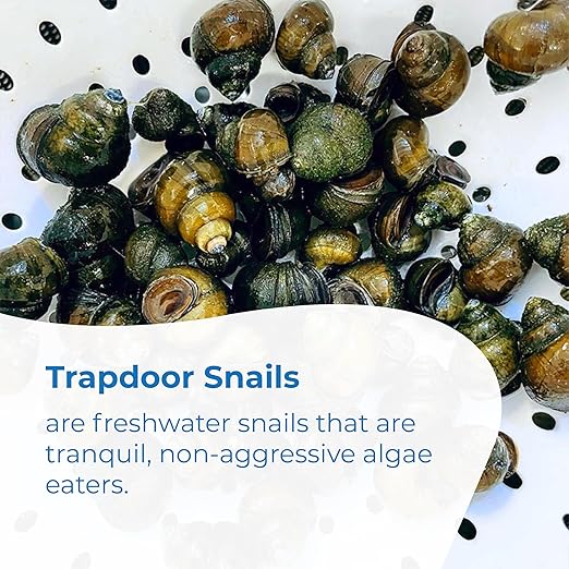 Toledo Goldfish Live Crayfish and Trapdoor Snail Combo, Live Ornamental Species Perfect for Ponds, Tanks or Aquariums - 2 of Each, 4 Total Count