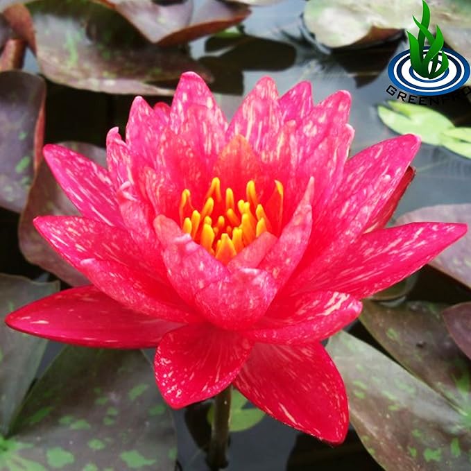 Live Aquatic Plant Nymphaea Wanwisa Red Hardy Water Lilies Tuber for Aquarium Freshwater Fish Pond
