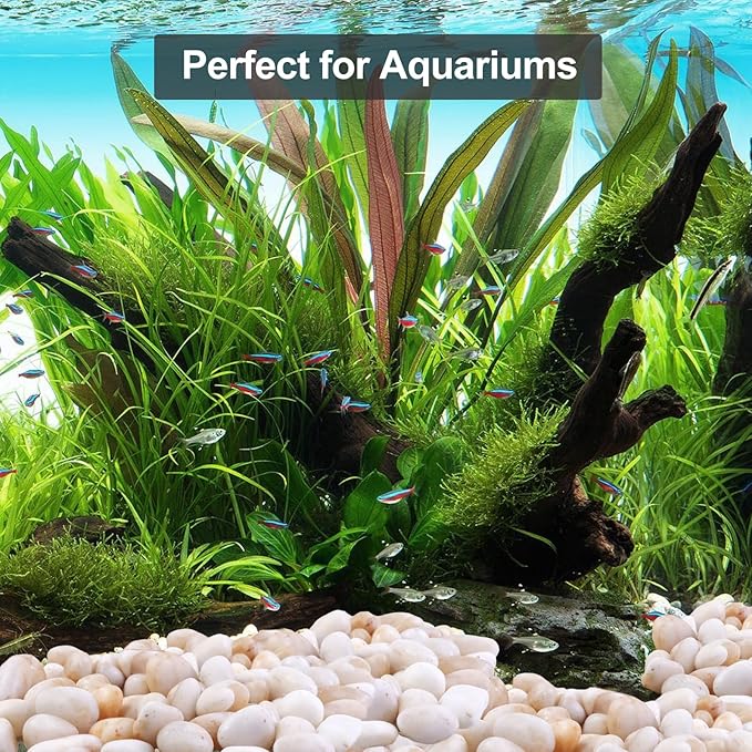 10Ib Cream White River Rock- Decorative Pebbles for Plants - River Rocks for Outdoor Landscaping- 0.3"-0.8" inch High Polished Stones for Aquarium, Terrarium,Vases, Home Decor