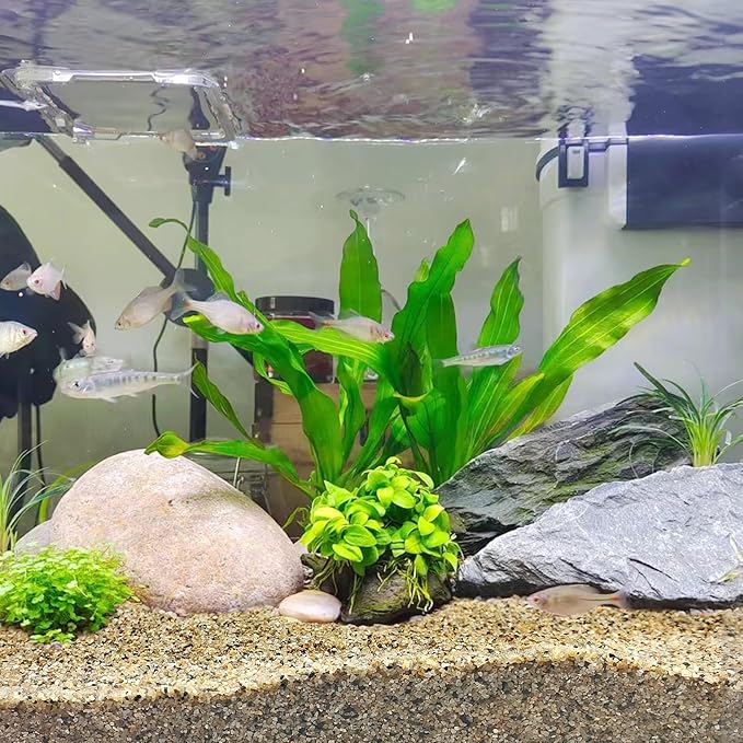 FANTIAN 10 lbs Aquarium Sand, 0.6-1.2 mm Aquarium Substrate for Freshwater Fish Tank. Decorative River Rocks Gravel for Fish Tank, Plants Potted, Fire Pits, Candle, Vase and Crafts