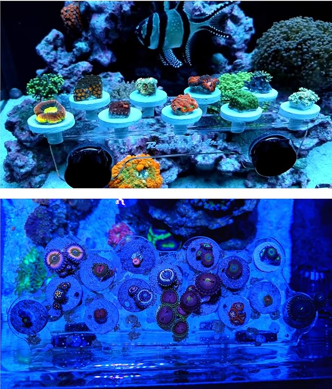 Magnetic Coral Frag Rack Strongest N52 Magnets Holds up to 41 Plugs (Medium Slim)