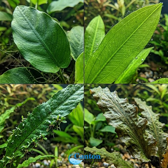 Live Aquarium Plants Essential Bundle 4 Pack for Up to 60 Gallon Tanks, Assorted Freshwater Plants