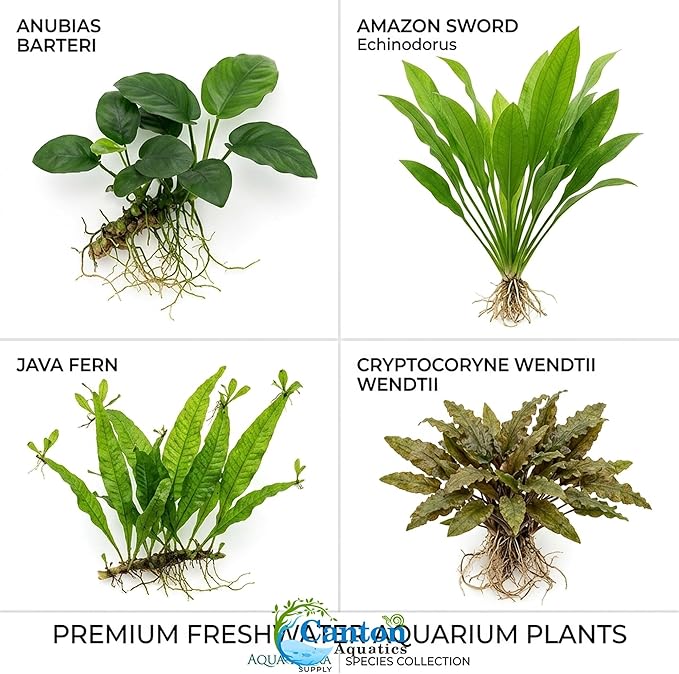 Live Aquarium Plants Essential Bundle 4 Pack for Up to 10 Gallon Tanks, Assorted Freshwater Plants for Aquascaping