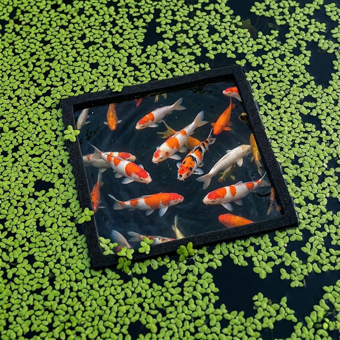 JJUNW 10 Pcs Fish Feeding Rings Set, Floating Aquarium Plant Corral, Round & Square Fish Feeder Rings Fish Tank Aquarium Accessories for Betta (Black)