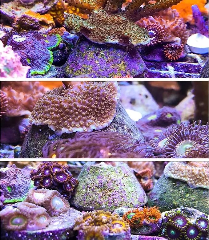 AQUADOMES Large Heavy Coral Frag Plugs Mounts, 10 Pack