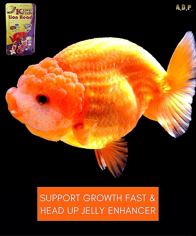A.D.P. Lion Head UP Formula 100 g, Goldfish Food Sinking Pellet 1.5 mm, High Protein 48.9% Tropical Fish Color Enhancing, Highly Nutritious for Growth Fast Big Muscle & Mass Gain Healthy