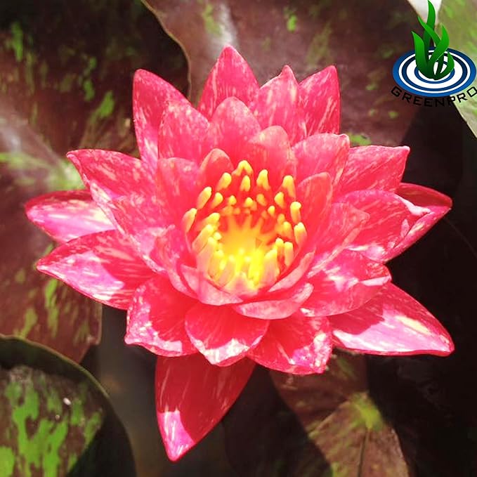 Live Aquatic Plant Nymphaea Wanwisa Red Hardy Water Lilies Tuber for Aquarium Freshwater Fish Pond