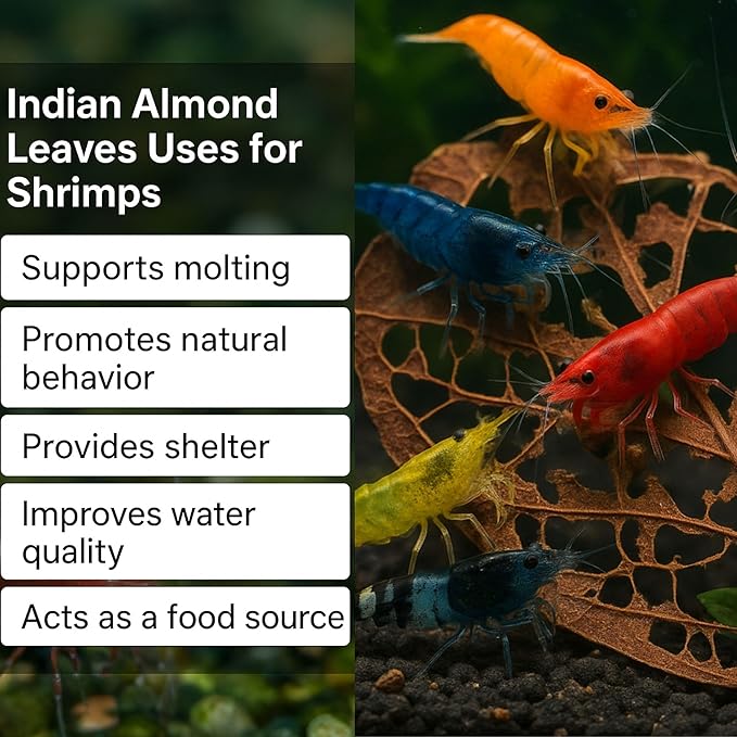 Shrimp Tank Accessories Indian Almond Leaves for Shrimps,Snails,Crayfish 10 Pack, 6” Dried Catappa Leaves for Aquariums, Betta Fish, Breeding Tanks, Neocardina,Cherry,Amano,Ghost Shrimp Natural Hides