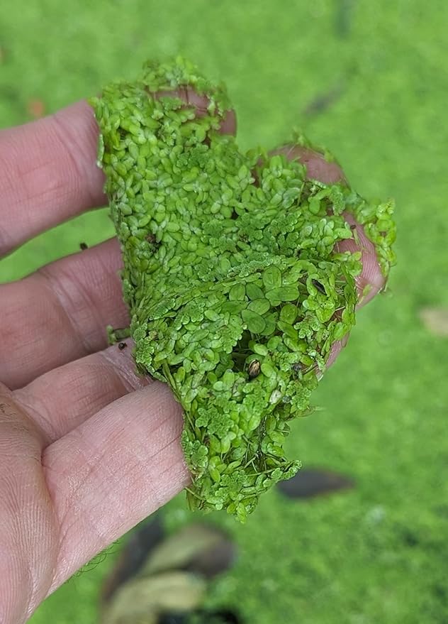 Duckweed (Lemna Minor) Feed Ducks & Fish Food Grown here on Big Island of Hawai'i B2G1