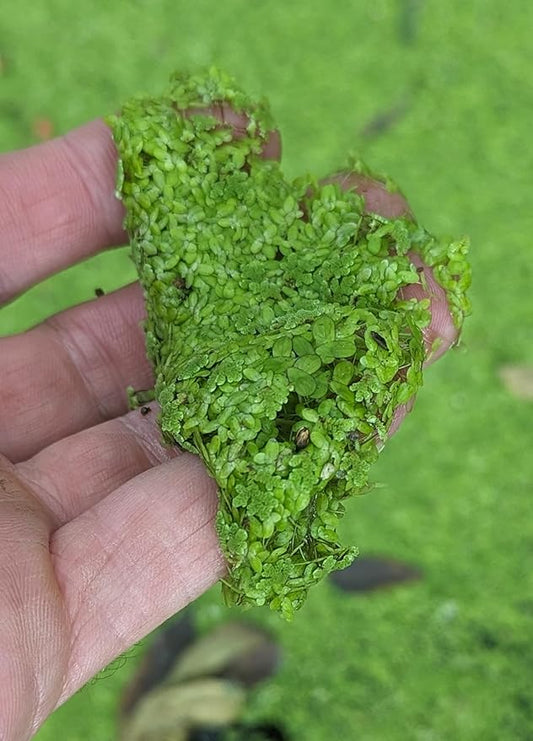 Duckweed (Lemna Minor) Feed Ducks & Fish Food Grown here on Big Island of Hawai'i B2G1