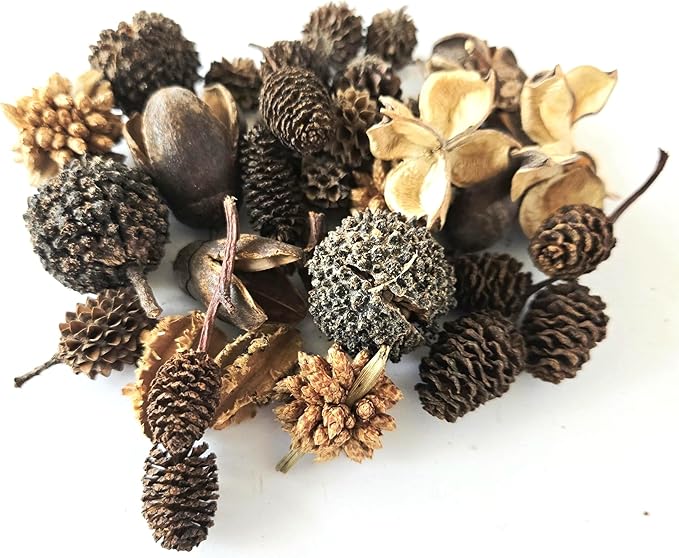 Natural Botanical Seed Pods, 37-Piece Premium Small Seed Pod Mixed Variety Pack, Bioactive Botanicals, Nano Terrarium Decor, Isopod Food and Hides, Aquarium Botanicals