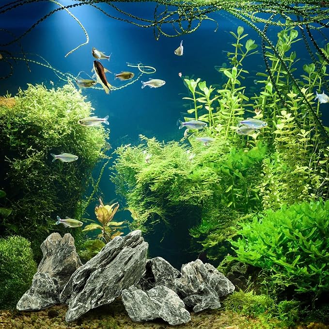 Eorbow 12lb Seiryu Stone, Aquarium Rocks for Terrariums, Paludarium, Vivariums, Reptile, Amphibian Enclosures, Fish Tank Decor for Aquarium Landscaping Models