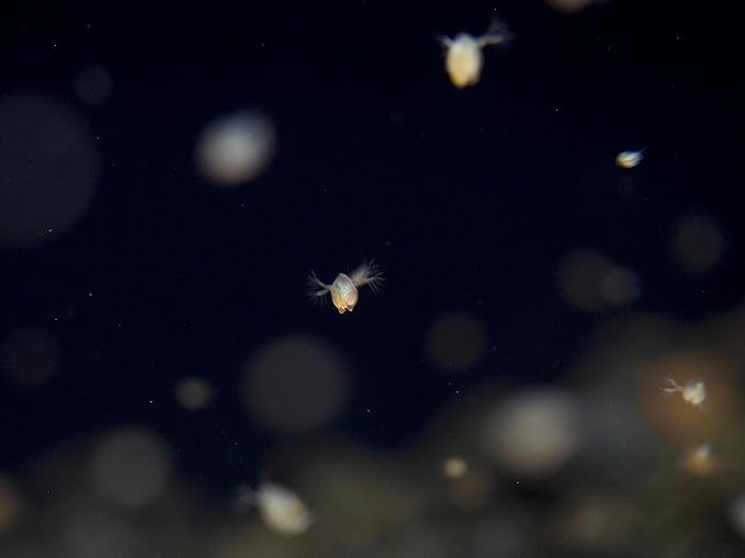 Aquatic Arts Live Daphnia Magna 200PK, Fish Food, Freshwater Crustaceans Plankton for Freshwater Aquarium, Food for Betta Fish Tank Live Freshwater Fish Food, Fish Tank Cleaner
