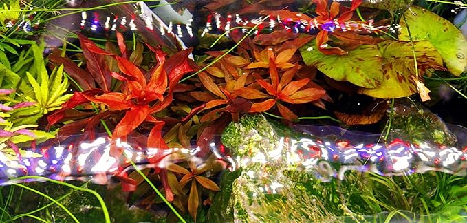 Finnex Planted+ 2.0 Aquarium LED Light, 660nm Plant Light, Moonlights