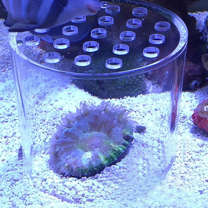 Acrylic Transparent Coral Feeder Cover, Coral Reef Feeding Breeding Protection Cover, Anti Feeding Shrimp for Aquarium Fish Tank (150mm)