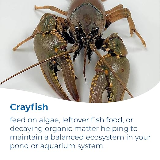 Toledo Goldfish Live Crayfish and Trapdoor Snail Combo, Live Ornamental Species Perfect for Ponds, Tanks or Aquariums - 7 of Each, 14 Total Count