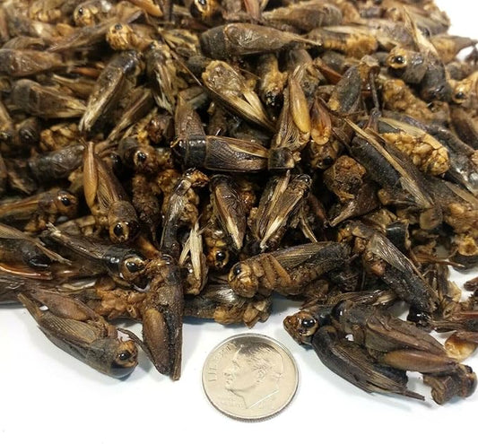 Crickets - Freeze Dried Crickets for Tropical Fish, Reptiles, Turtles, Tortoises Frogs, Hamsters, Birds, Rodents…1-lb Lg Jar