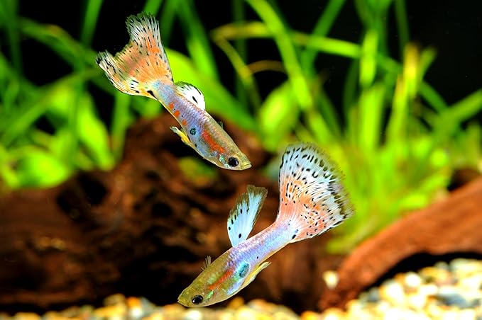 Ultra Guppy Micro Bit Mix Fish Food - Guppy,Endlers,Most Small Fish,Spirulina A320 (4oz)