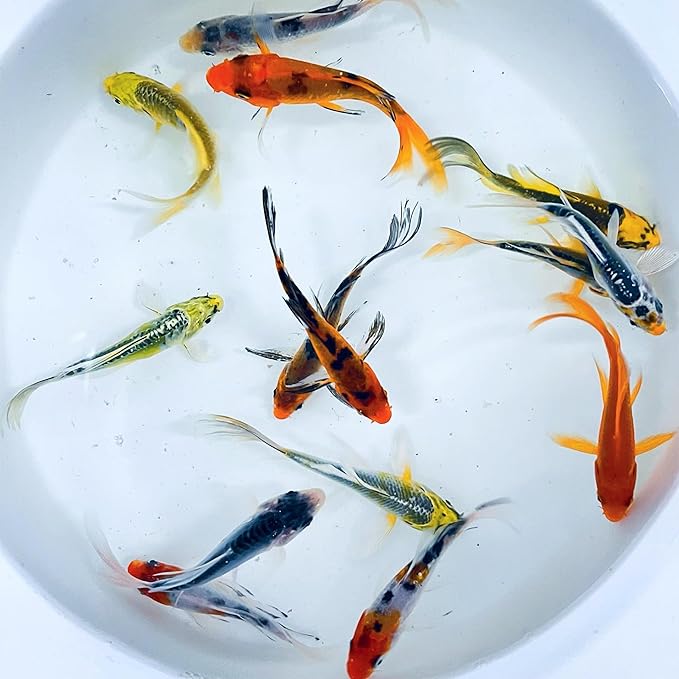 Toledo Goldfish Butterfly Fin Koi, Variety of Colors and Patterns - Perfect for Ponds or Aquariums - 3-4 Inches, 50 Count