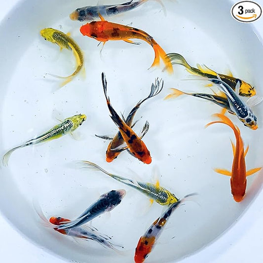Toledo Goldfish Butterfly Fin Koi, Variety of Colors and Patterns - Perfect for Ponds or Aquariums - 3-4 Inches, 3 Count
