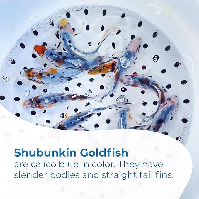 Toledo Goldfish Shubunkin Goldfish: Live Blue Calico Colored Goldfish with a Variety of Patterns - Perfect for Stocking Ponds, Aquariums, or Tanks - 6-8 Inches, 5 Count