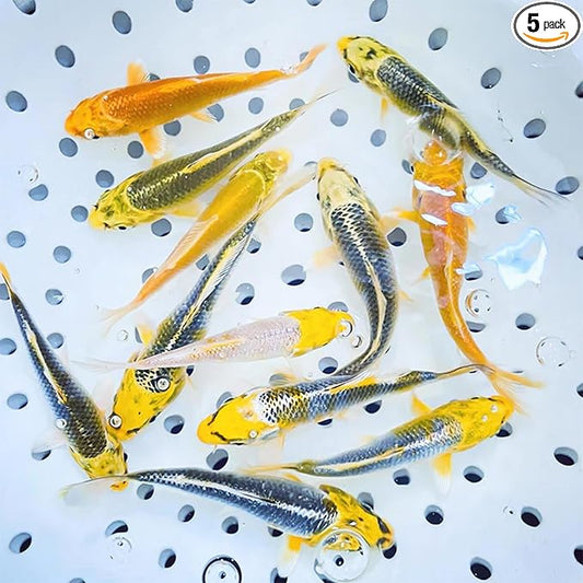 Toledo Goldfish Live Sunshine Yellow Koi, Mix of Standard or Butterfly Fin Species, Perfect for Ponds, Tanks, and Aquariums - 4-5 Inches, 5 Count