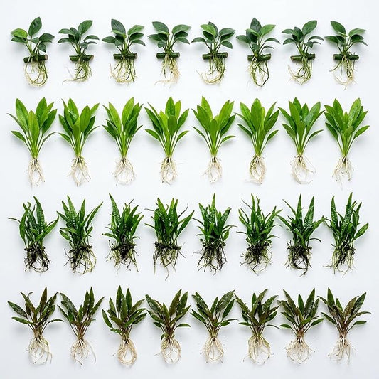 Live Aquarium Plants Essential Bundle 4 Pack for Up to 95 Gallon Tanks, Assorted Freshwater Plants