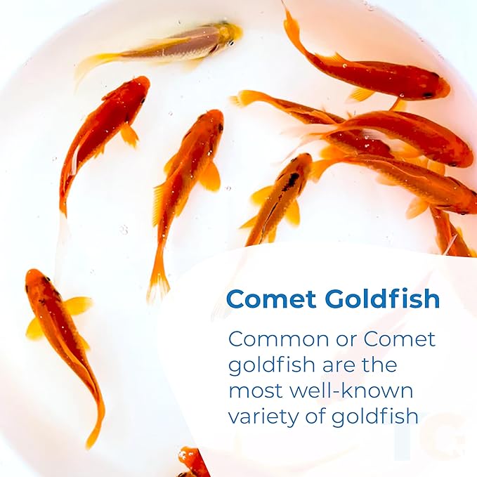 Toledo Goldfish Classic Comet Goldfish: Live Goldfish with a Variety of Sizes for Ponds, Tanks, and Aquariums - 3-4 Inches, 5 Count