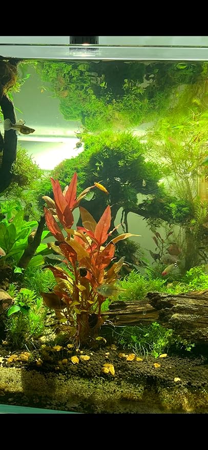 Marcus Fish Tanks - 3X Christmas Moss Vesicularia Montagne Live Freshwater Aquarium Plants Xmas Moss