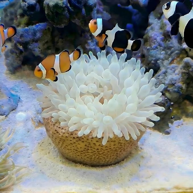 Anemone Nest, Saltwater Aquarium Accessories, Anemone Ideal Habitat, Nipple Nest for Aquarium Aquascaping (Flat Mouth 2.75 in) (Extra Large)