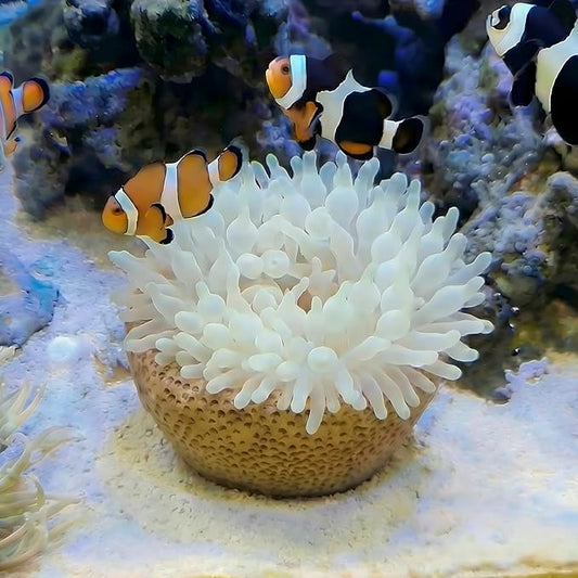 Anemone Nest, Saltwater Aquarium Accessories, Anemone Ideal Habitat, Nipple Nest for Aquarium Aquascaping (Flat Mouth 2.75 in) (Extra Large)