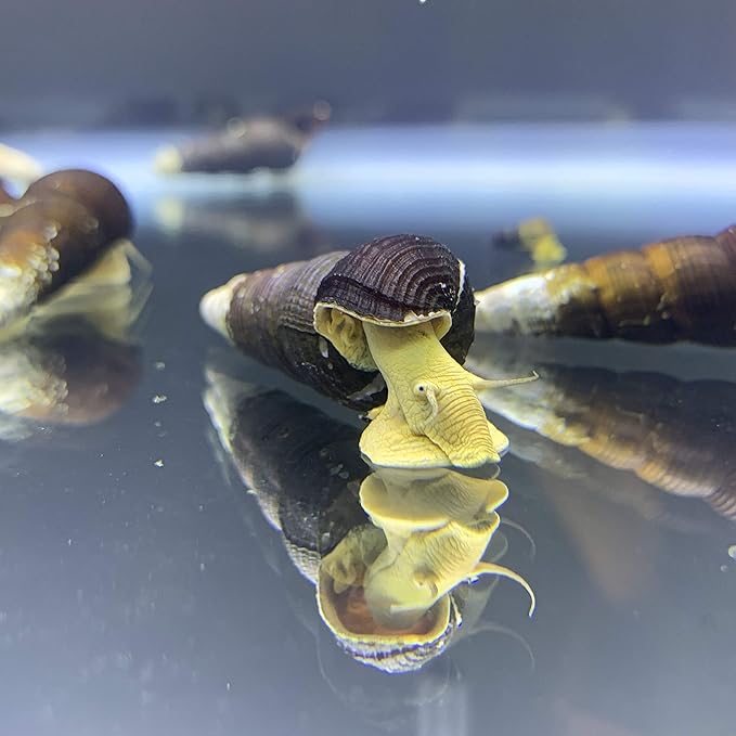 Generic Yellow Sulawesi Rabbit Snails x2 (Big) (Tylomelania Sarasinorum) - Sulawesi Freshwater Snail