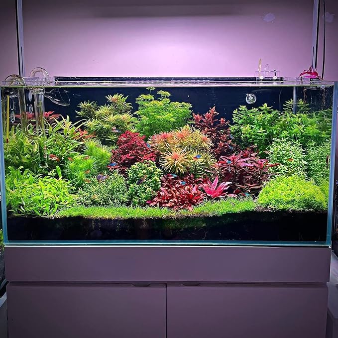 Ultum Nature Systems Live Plants - Dwarf Hair Grass (Eleocharis acicularis) - Medium Light Bright Green Carpeting Plant for Foreground Freshwater Aquascapes - Tissue Culture Cup