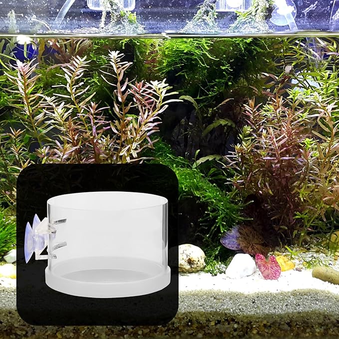 FRCOLOR Fish Tank Feeding Ring Aquarium Feeder with Large Suction Cup, Acrylic Fish Food Feeder Tool for Convenient Automatic Feeding in Home Aquariums