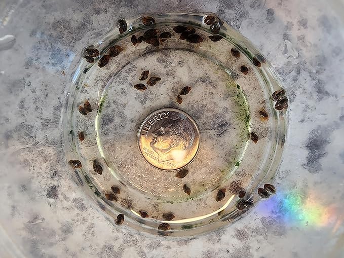 50 Sm/Med Bladder Snails-Great Feeder Snails for Your Freshwater Life or Cleaners for Your Tank-Please See Our Shipping/Return Policy