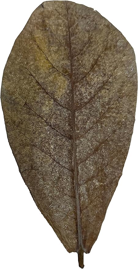 Awesome Aquatic Betta Shrimp Leaves 10 4"-6" Premium Catappa Indian Almond Leaves Aquarium Fish Shrimp Betta Tanks Blackwater Habitat Health Color Natural Habitat Tannin Improves Immunity