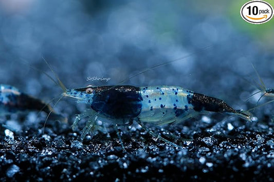 Live Freshwater Aquarium Shrimp - Neocaridina (Carbon Rili, 10 Pack)