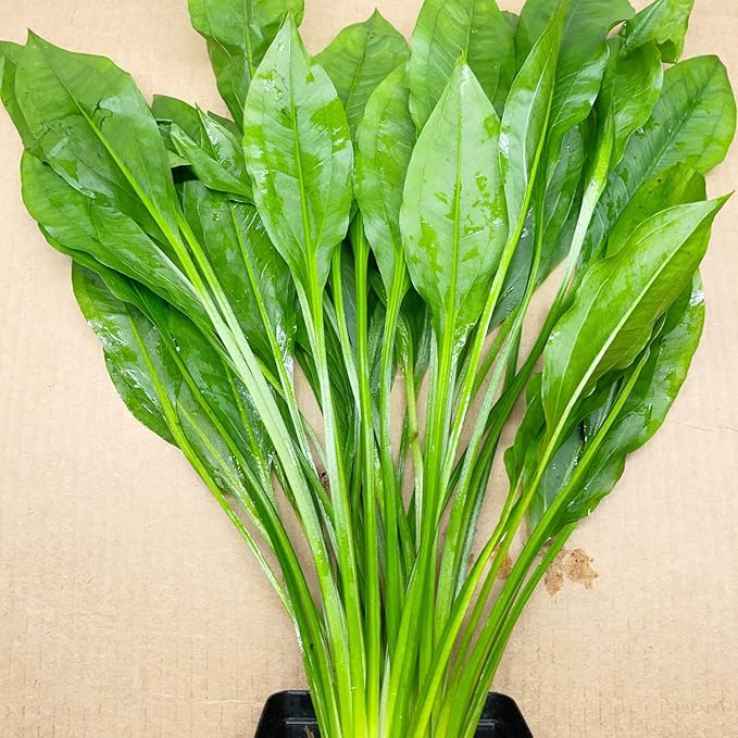 Amazon Sword Echinodorus Bleheri XXL Mother Pot Live Aquarium Plant Decorations