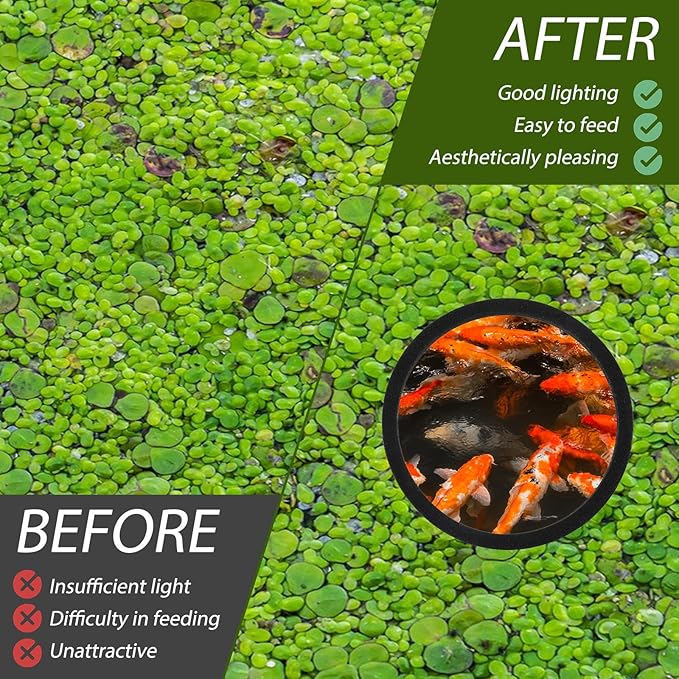12 Pcs Aquarium Floating Plant Ring Round Fish Feeding Ring Floating Plant Corral Fish Feeder Black 3 Sizes Fish Accessories for Fish Tank Keep in Place Out of Filter