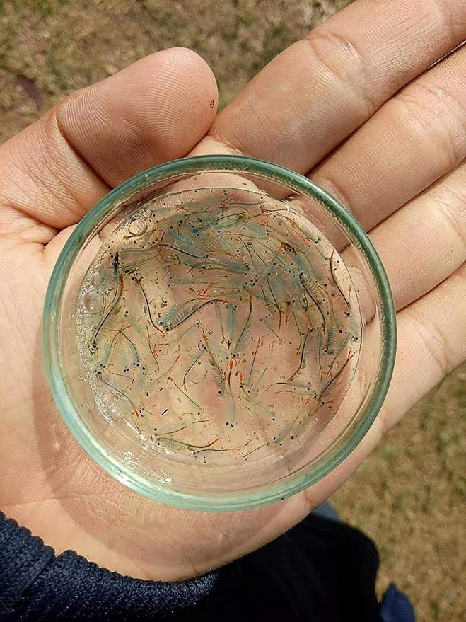 A.D.P. UTH Fish Food Fresh Eggs Fairy Shrimp (250000+Egg) 3 g. Best Tropical Fish Food Grow Faster & Color Enhancer Slow Sinking Like Pellets High Protein 64% for All Small Baby Fry Newborn Fish Feed