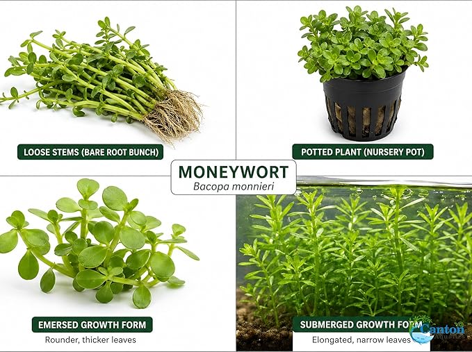 Moneywort Bacopa Monnieri Live Aquarium Plant Stem Bundle Freshwater Easy Beginner Background Plant - Low-Medium Light