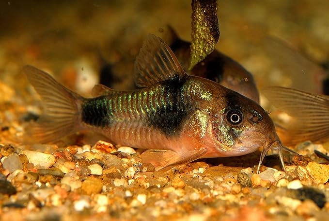 Super Catfish & Bottom Feeder Mix with Soft BITS #7 A154 (Variety, 10oz)