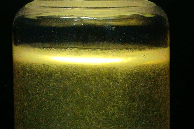 Two (2) Live Vinegar eel (Turbatrix aceti) Starter Culture Vials - Cultured in apple cider vinegar (with the "mother")